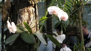 Как посадить фаленопсис