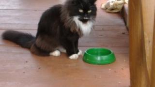 Про Асю - героическую кошку и замечательную маму