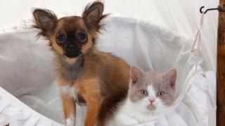 Стерилизация и кастрация домашних животных