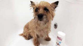 Шампуни Wellroom для домашних животных