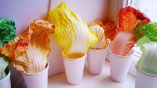 Давай поиграем! Красим капусту, дрессируем лягушку и собираем гербарий!