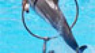 Наверняка ваш ребенок уже видел дельфинов. Хотите рассказать ему, как их дрессируют?