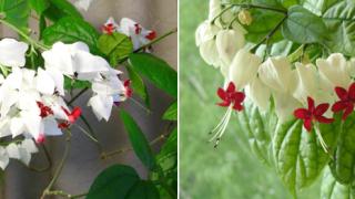 Цветы или листья? Растим клеродендрум