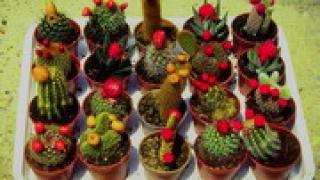 Кормить или не кормить? Вот в чём вопрос...