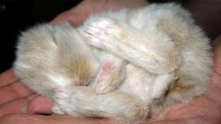 Кролики или Последняя Мимзя Вселенной