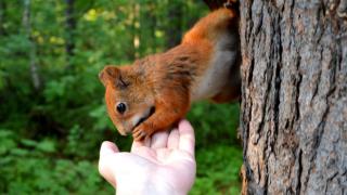 Не спасайте птенцов! Или как вести себя при встрече с животным миром!