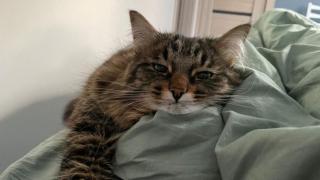 Как выбрать корм для кошек