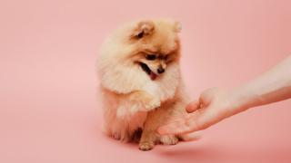 Решили завести шпица? Расскажем, что скрывает его ангельская внешность!