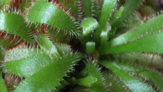 Если вы не боитесь... Хищные растения в вашем доме