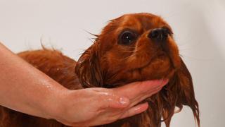 Гигиена для собак