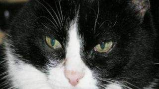 Оставил в сердце лапкой след…