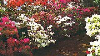 Цветущая зима, или немного слов об азалии...