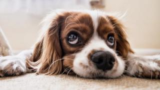 Топ-5 вещей, которые не нравятся вашей собаке