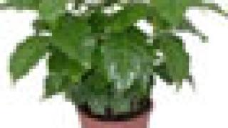 Дочь Йемена или Как вырастить кофейное дерево