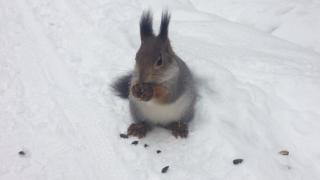 Осторожно, белочка!