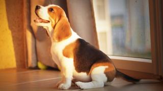 Щенков биглей создали такими милыми, чтобы мы их сразу не поубивали...