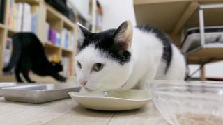 Выбор корма для кошки