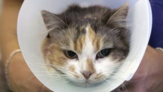 Всё о вакцинации кошек