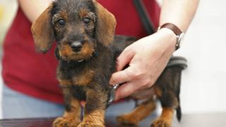 Всё о вакцинации собак