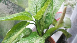 Диффенбахия - она еще и цветет!