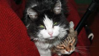 Кошка, которая гуляла сама по себе