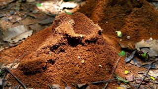 Настоящий домашний муравейник