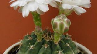 Эти загадочные колючки…