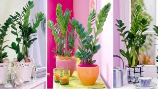 Три ценных качества замиакулькаса