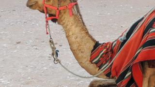 Мертвое Море. Иордания в стиле Экстрим