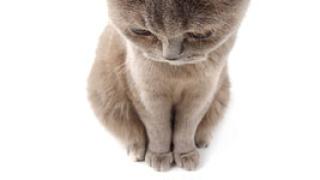 Чем не стоит угощать кошку? 10 опасных продуктов с нашего стола