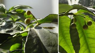 Ардизия: «японская» рябина