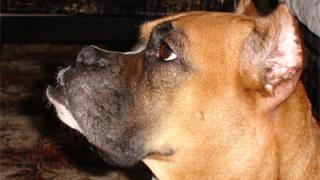 Это всего лишь собака, но... я впервые увидела, как плачет мой муж