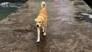 Кинологи рассказали о первых собаках-космонавтах