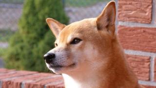 Мозоли в ушах, харакири у ветеринара и троянский конь по-японски - все это Сиба Ину!