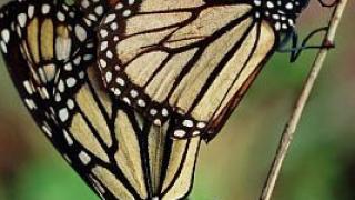 Мужчина в сексе: 5 главных женских заблуждений