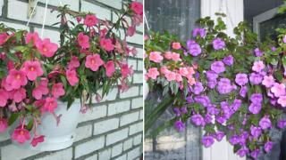 Игра в прятки, или теплолюбивый Ахименес