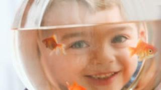 Каких рыбок завести новичку? О самых неприхотливых аквариумных рыбках