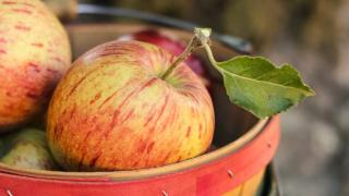 13 жиросжигающих продуктов для похудения