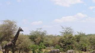 Африканские хроники (часть 1)