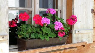 7 опасных комнатных растений для детей и взрослых