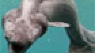 Древние акулы на Урале...