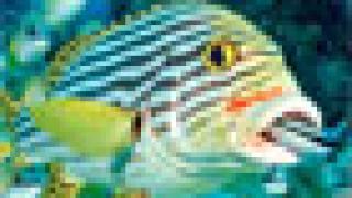 Лучшие места для дайвинга