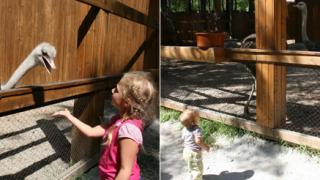 Выходные с детьми. Калиновка. Страусы