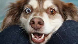 Не только охранник или поводырь: какие профессии может освоить собака