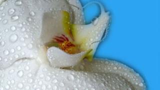 Интимная гигиена женщины