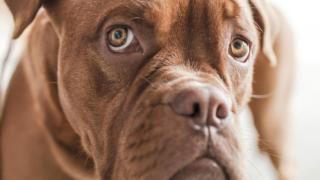 Кинологи рассказали, как поменять собаке корм и не навредить ей