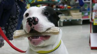 Аксессуары для собак: игрушки, поводки, одежда