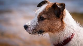 Джек-рассел-терьер в вашем доме