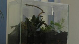 Сад в бутылке