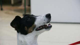 Выбор корма для собаки